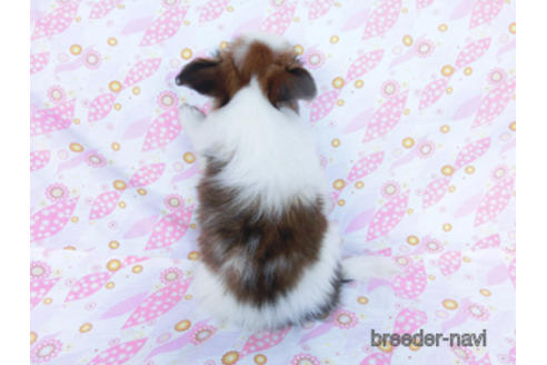 成約済の千葉県のパピヨン-180468の8枚目