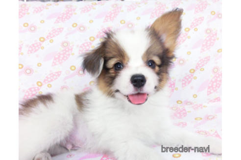 成約済の千葉県のパピヨン-180468の7枚目