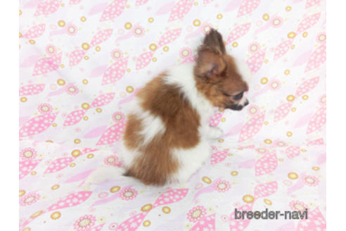 成約済の千葉県のパピヨン-180471の12枚目