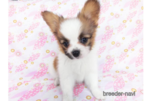 成約済の千葉県のパピヨン-180471の11枚目