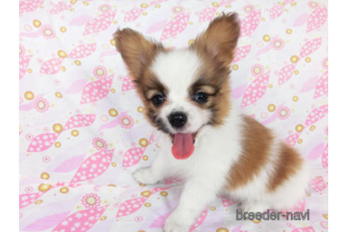 成約済の千葉県のパピヨン-180471の10枚目