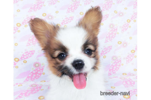 成約済の千葉県のパピヨン-180471の9枚目