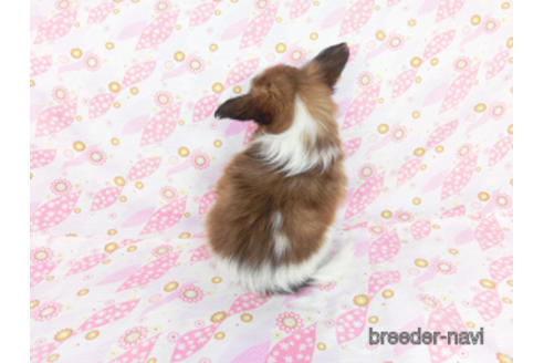 成約済の千葉県のパピヨン-180474の8枚目