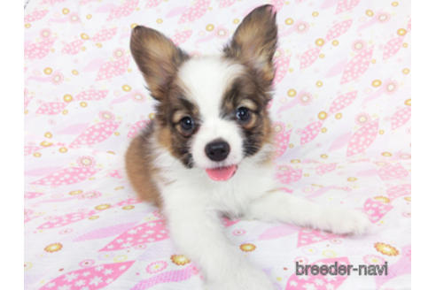 成約済の千葉県のパピヨン-180474の7枚目