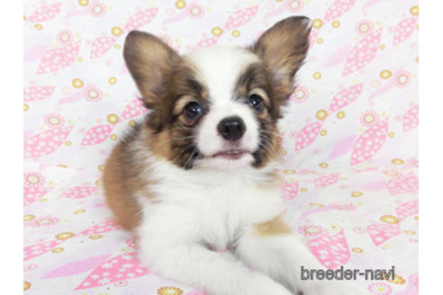 成約済の千葉県のパピヨン-180474の6枚目