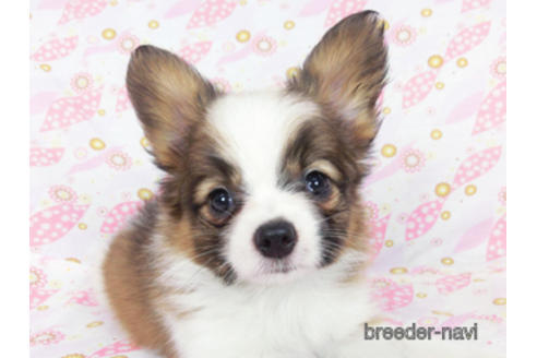 成約済の千葉県のパピヨン-180474の5枚目