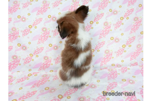 成約済の千葉県のパピヨン-180476の12枚目