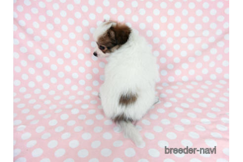 成約済の千葉県のパピヨン-182868の8枚目