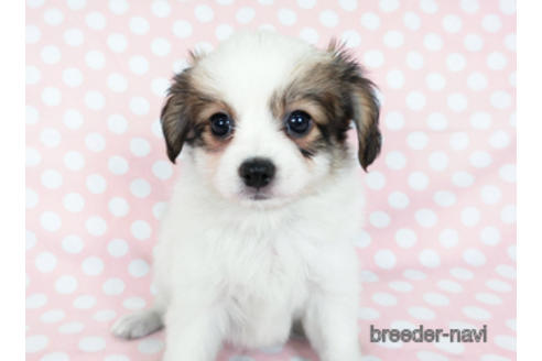 成約済の千葉県のパピヨン-182868の7枚目