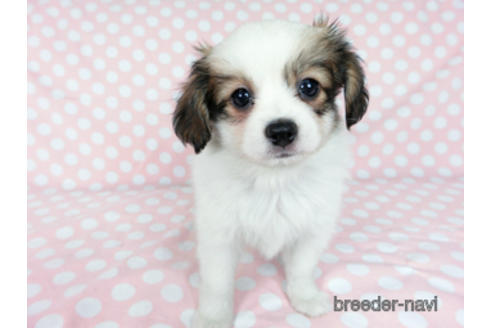 成約済の千葉県のパピヨン-182868の6枚目