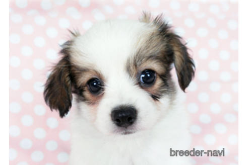 成約済の千葉県のパピヨン-182868の5枚目