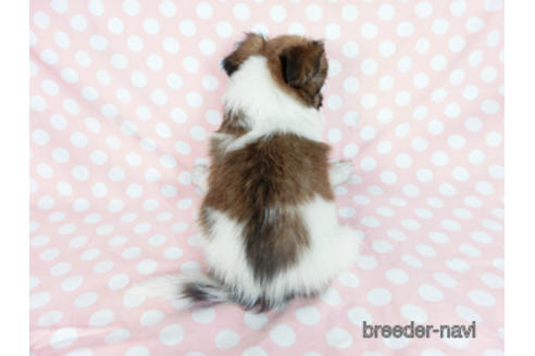 成約済の千葉県のパピヨン-182872の8枚目