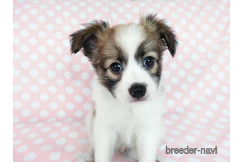 成約済の千葉県のパピヨン-182872の7枚目