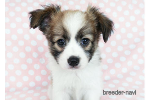 成約済の千葉県のパピヨン-182872の6枚目