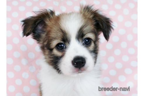 成約済の千葉県のパピヨン-182872の5枚目