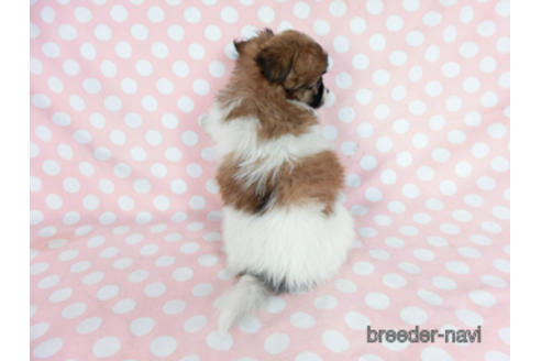 成約済の千葉県のパピヨン-182874の8枚目