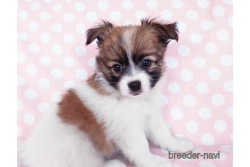 成約済の千葉県のパピヨン-182874の7枚目