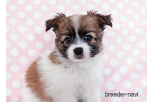 成約済の千葉県のパピヨン-182874の6枚目