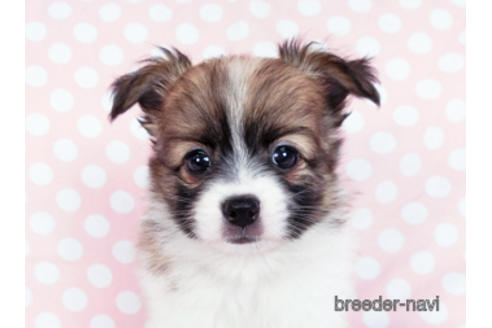 成約済の千葉県のパピヨン-182874の5枚目