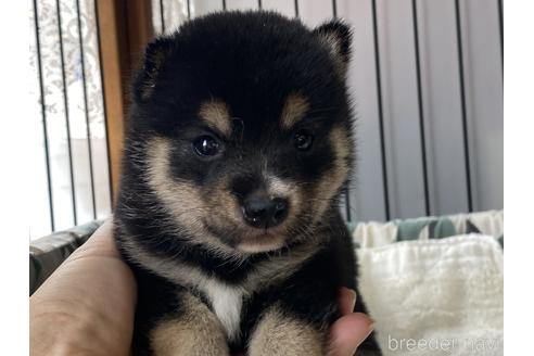 成約済の岡山県の豆柴-181916