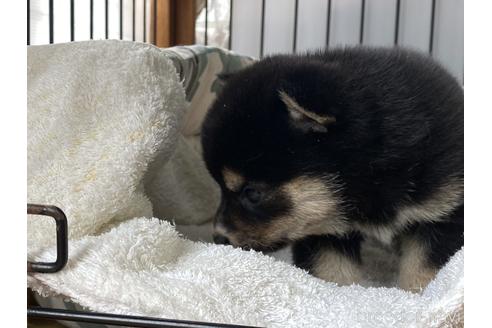 成約済の岡山県の豆柴-181916の5枚目