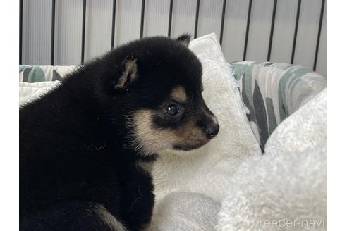 成約済の岡山県の豆柴-181916の4枚目