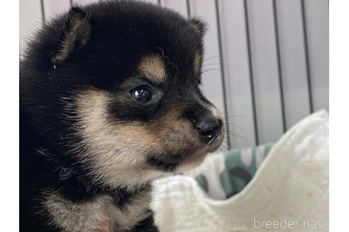 成約済の岡山県の豆柴-181916の2枚目