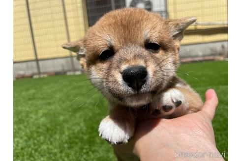 成約済の北海道の柴犬-184721の2枚目