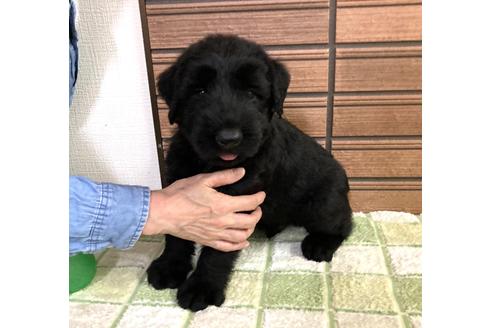 子犬