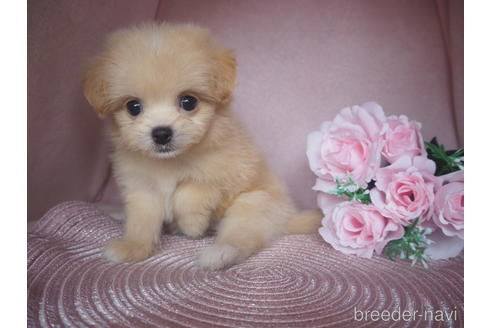 成約済の岡山県のミックス犬-184730の2枚目