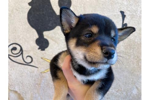 成約済の北海道の柴犬-184736の1枚目