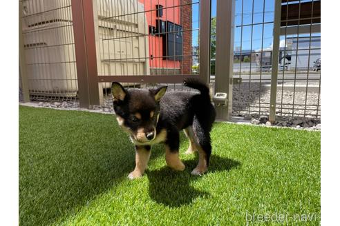 成約済の北海道の柴犬-184736の2枚目