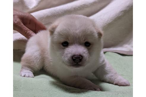 成約済の岡山県の豆柴-184768の1枚目