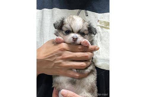 成約済の香川県のチワワ(ロングコート)-184773の1枚目