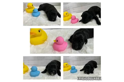 成約済の愛知県のミックス犬-184787の6枚目