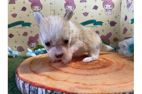 成約済の栃木県のミックス犬-184809の5枚目