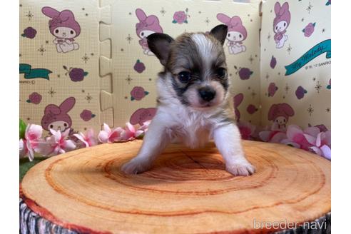 成約済の栃木県のミックス犬-184812の1枚目