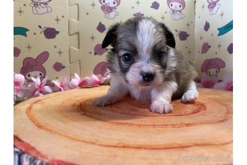 成約済の栃木県のミックス犬-184813の1枚目