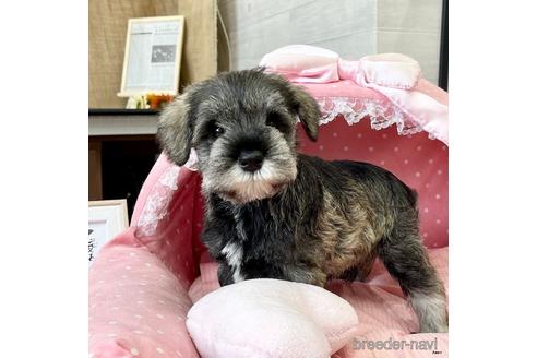 成約済の大阪府のミニチュアシュナウザー-184850の5枚目