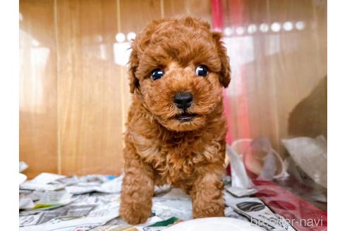 成約済の東京都のトイプードル-184898の16枚目