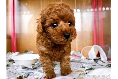 成約済の東京都のトイプードル-184898の8枚目