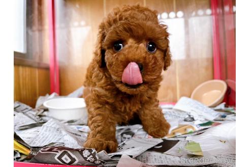 成約済の東京都のトイプードル-184898の10枚目