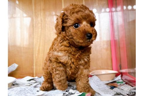 成約済の東京都のトイプードル-184898の11枚目