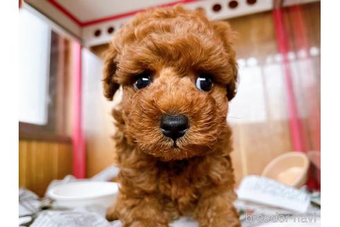 成約済の東京都のトイプードル-184898の12枚目