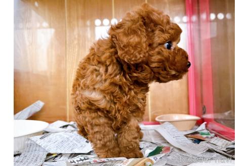 成約済の東京都のトイプードル-184898の13枚目