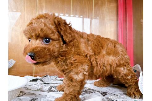 成約済の東京都のトイプードル-184898の14枚目