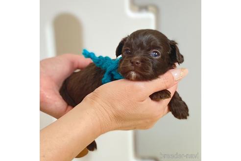 成約済の静岡県のミックス犬-184945の1枚目