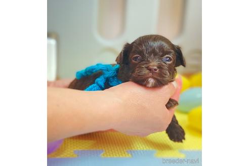 成約済の静岡県のミックス犬-184945の3枚目