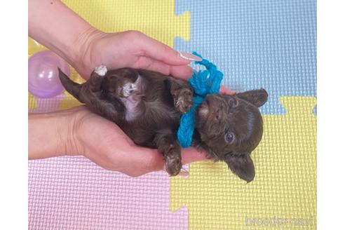 成約済の静岡県のミックス犬-184945の4枚目