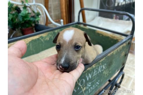 成約済の東京都のイタリアングレーハウンド(イタグレ)-184964の18枚目